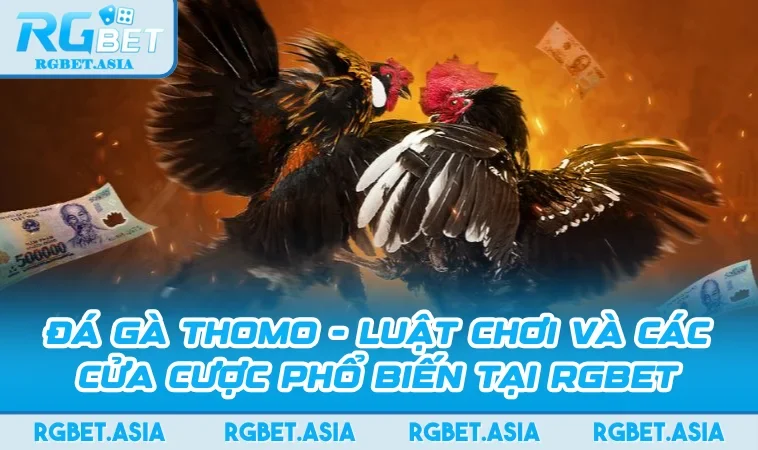 Đá Gà Thomo - Luật Chơi Và Các Cửa Cược Phổ Biến Tại Rgbet